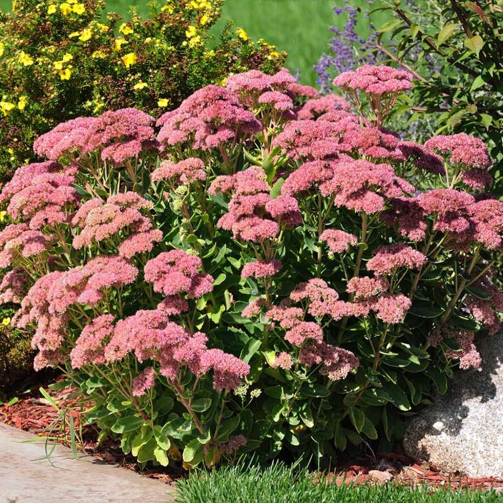 5 Perennial Organic Sedum 'Autumn Joy' Stonecrop Plants Flowers Herbs - Picture 2 of 7